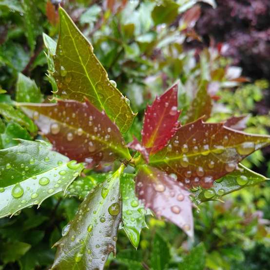 Close up of the foliage on Castle Rouge blue holly covered in dew drops