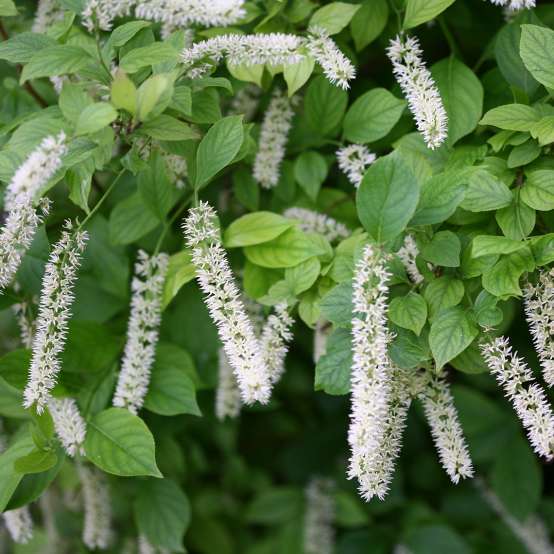 Close up of long white flowers of Little Henry Itea