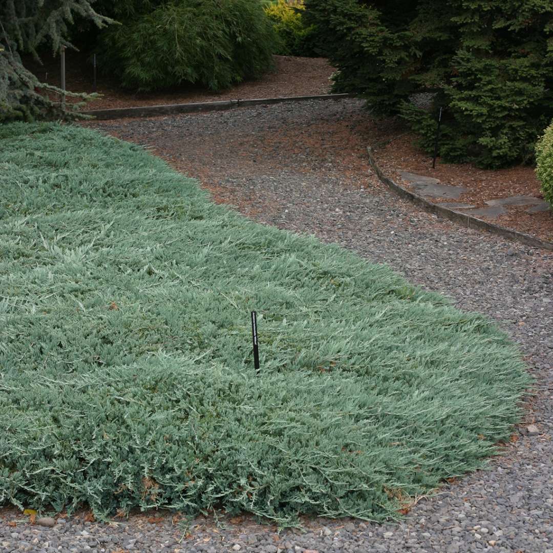 Thick mat of Juniperus Blue Rug shaping gravel walkway
