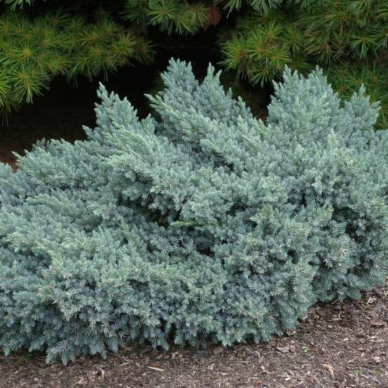 Low mounded Juniperus Blue Star in landscape