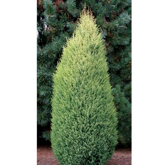 Upright and narrow Juniperus Gold Cone in landscape
