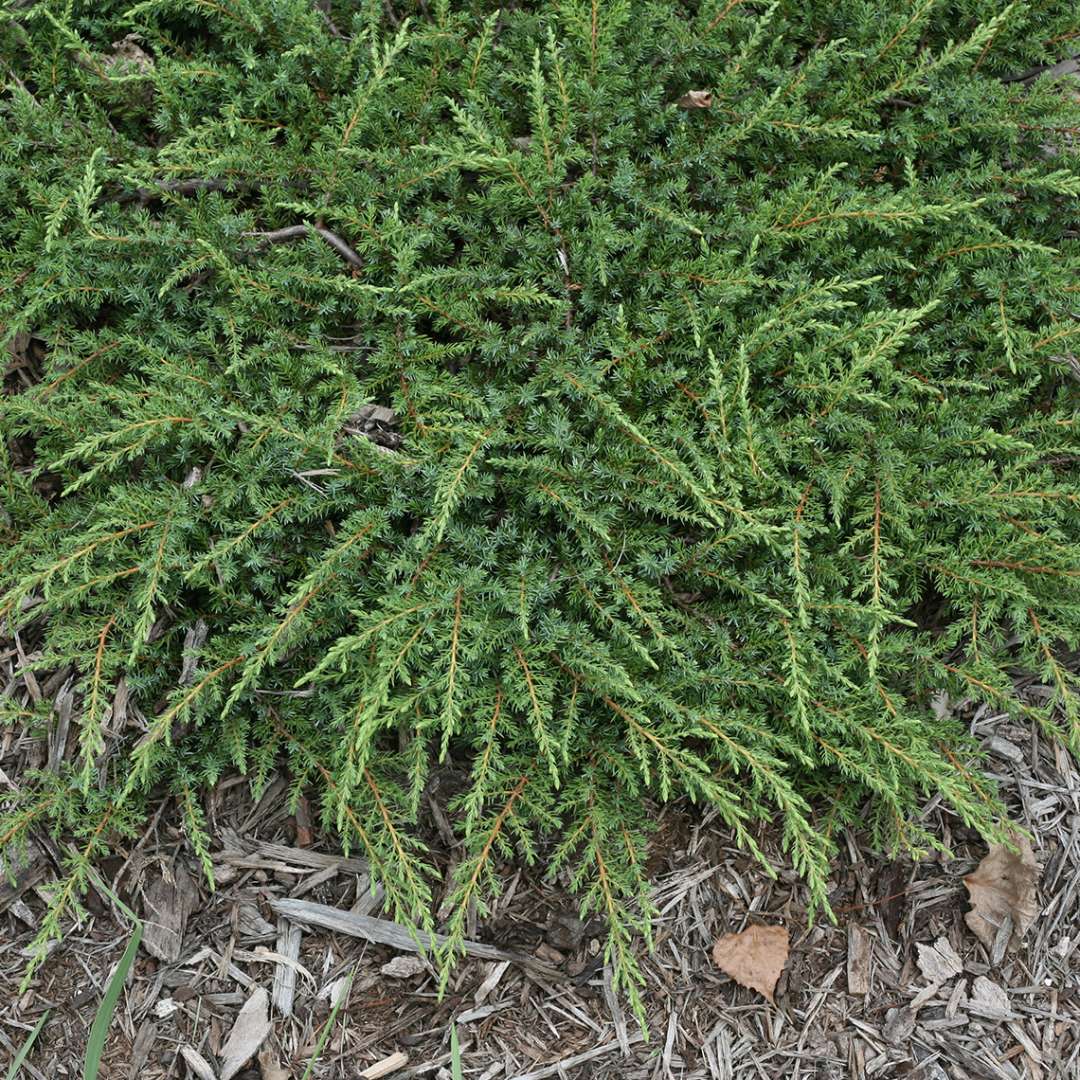 green-carpet-juniper