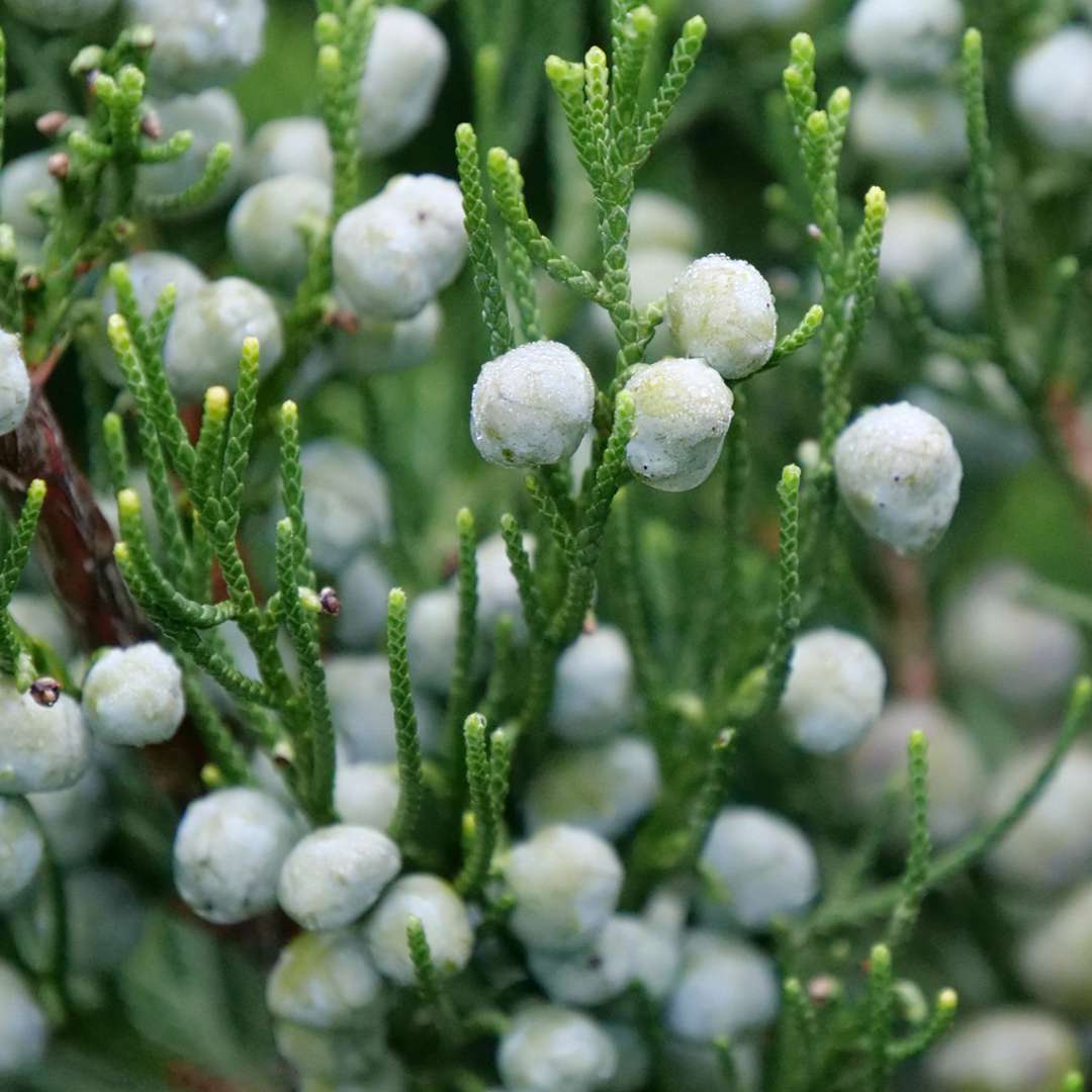 Close-up of the deep green foliage and sage green / blue berries on Gin Fizz Juniper