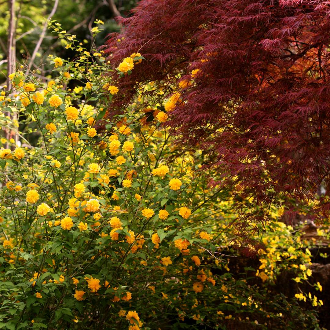 Bright yellow flowering Kerria Pleniflora in garden