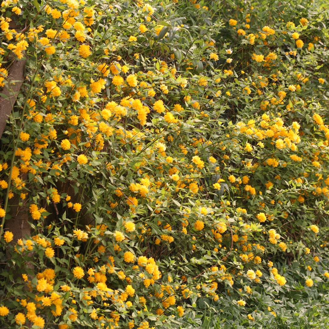 Long hedge of yellow flowering Kerria Pleniflora