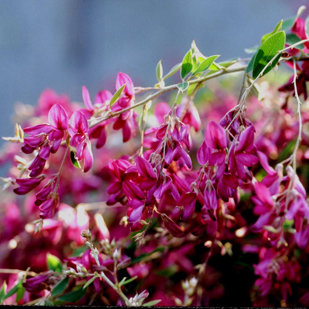 Gibraltar Lespedeza Spring Meadow Wholesale Liners Spring Meadow Nursery