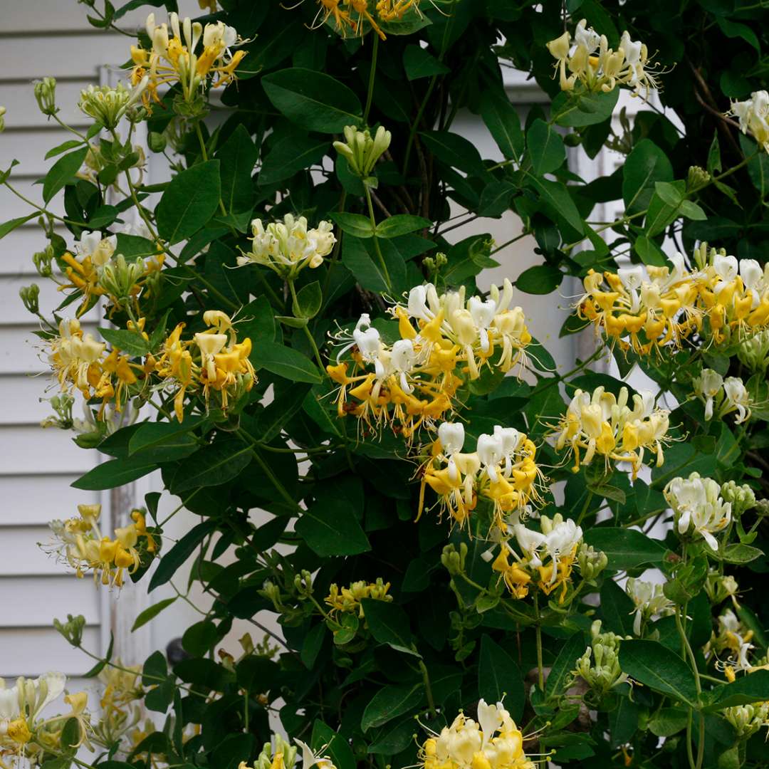 Bountiful yellow and white Scentsation Lonicera blooms