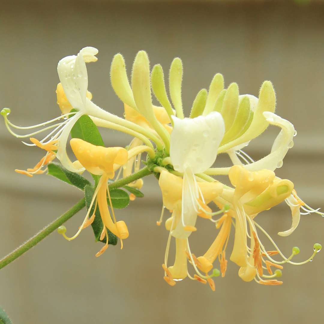 Close up of yellow and white Scentsation Lonicera bloom