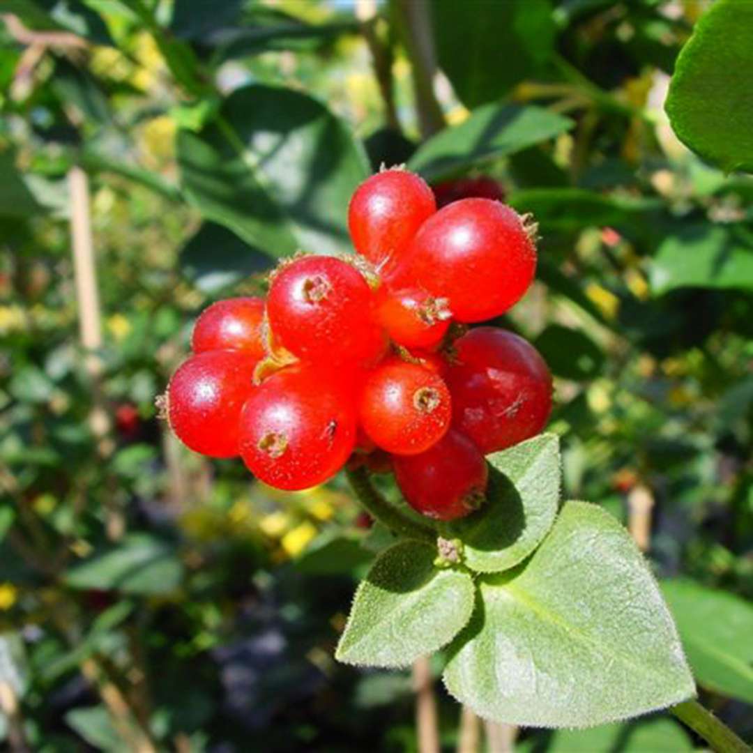 Close up of Vibrant red Scentsation Lonicera berries
