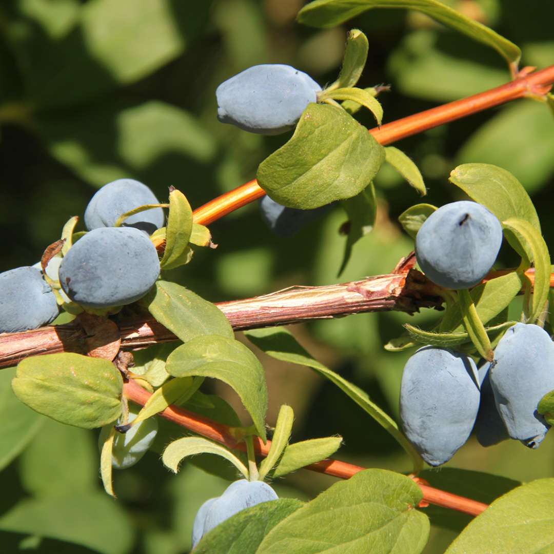 Close up of Yezberry Solo Lonicera berries on vine