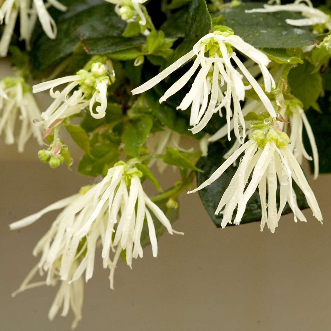 Close up of Jazz Hands White Loropetalum blooms