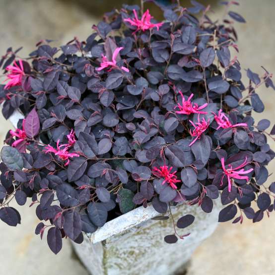 Close up of the dark foliage and pink flowers of a Jazz Hands Mini Loropetalum planted in a rustic container