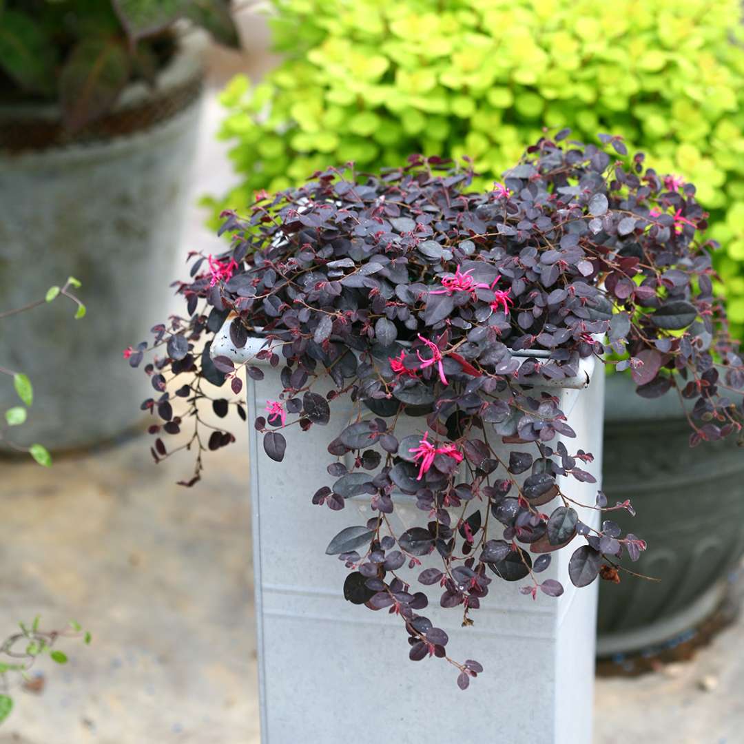 Foliage of a Jazz Hands Mini Loropetalum draping over the sides of a tall container