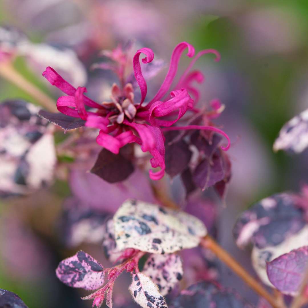 Close up of vibrant pink Jazz Hands Variegated Loropetalum bloom