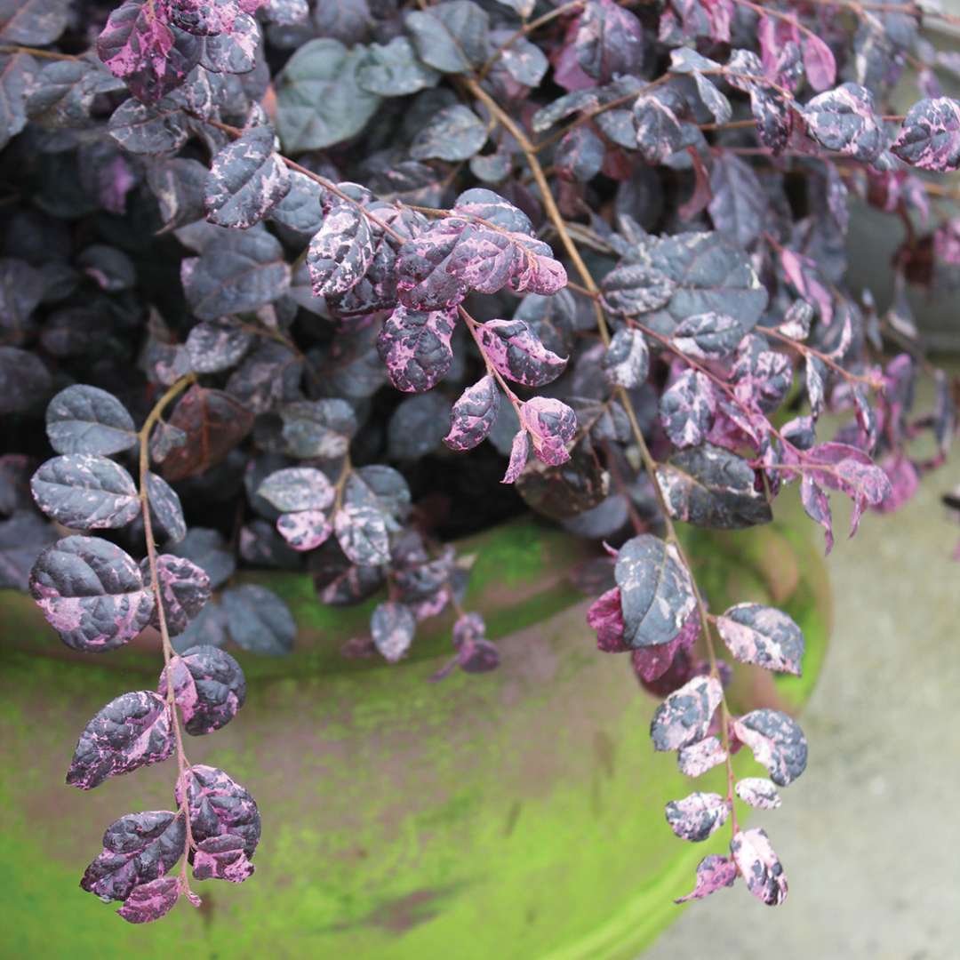 Close up of Jazz Hands Variegated Loropetalum in container