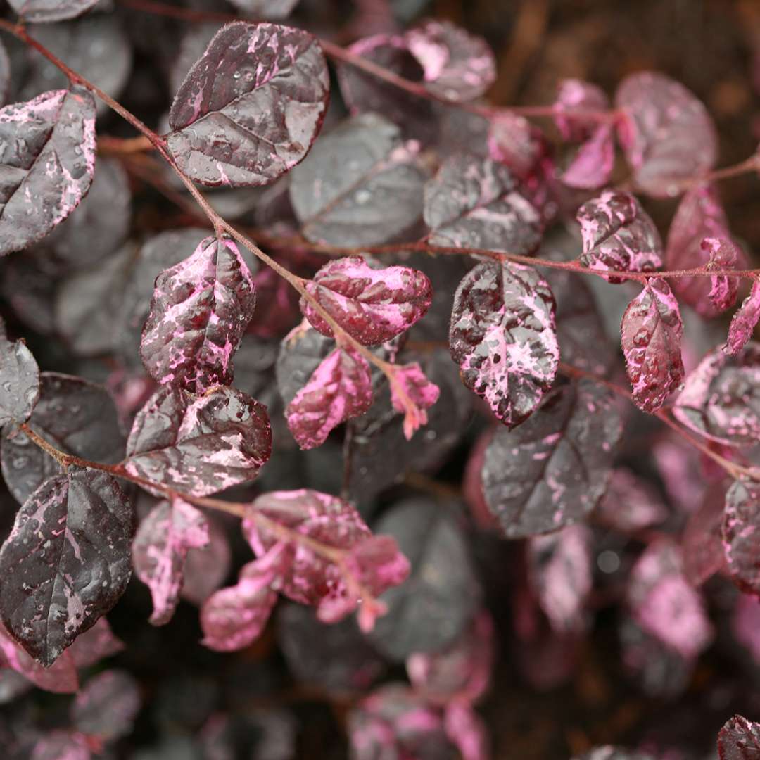 Close up of Jazz Hands Variegated Loropetalum foliage with green background