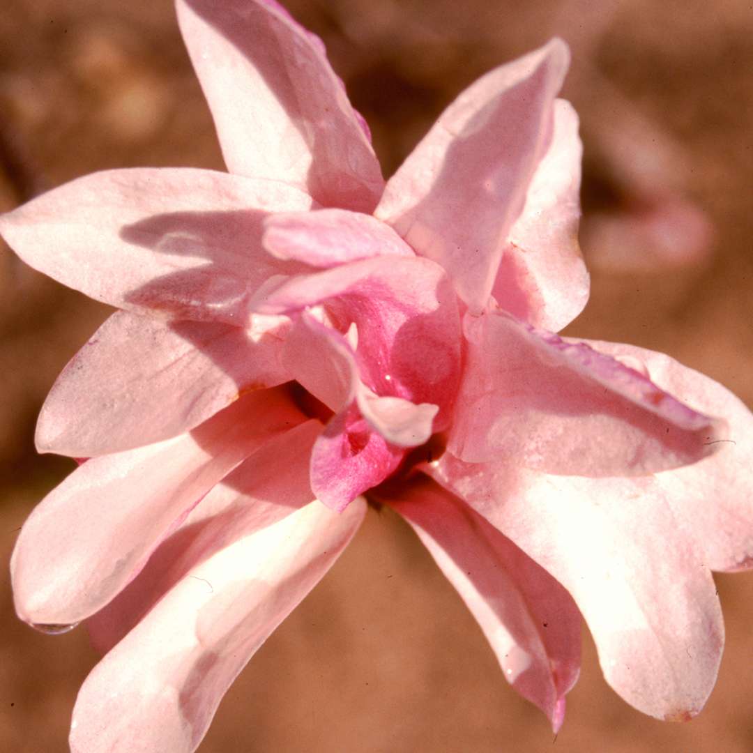 Close up of pink Leonard Messel Magnolia bloom