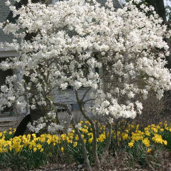 Royal Star Magnolia blooming in a garden bed with yellow Lilies