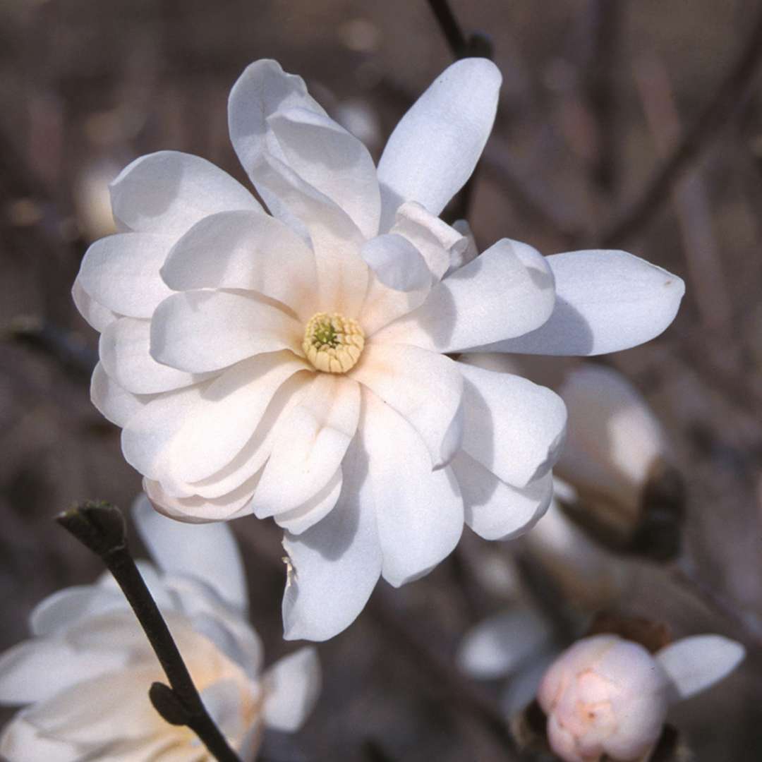 Close up of white Royal Star Magnolia bloom