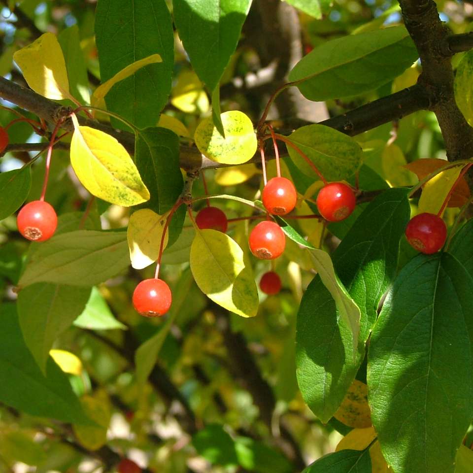 The tiny red fruits of Lollipop crabapple