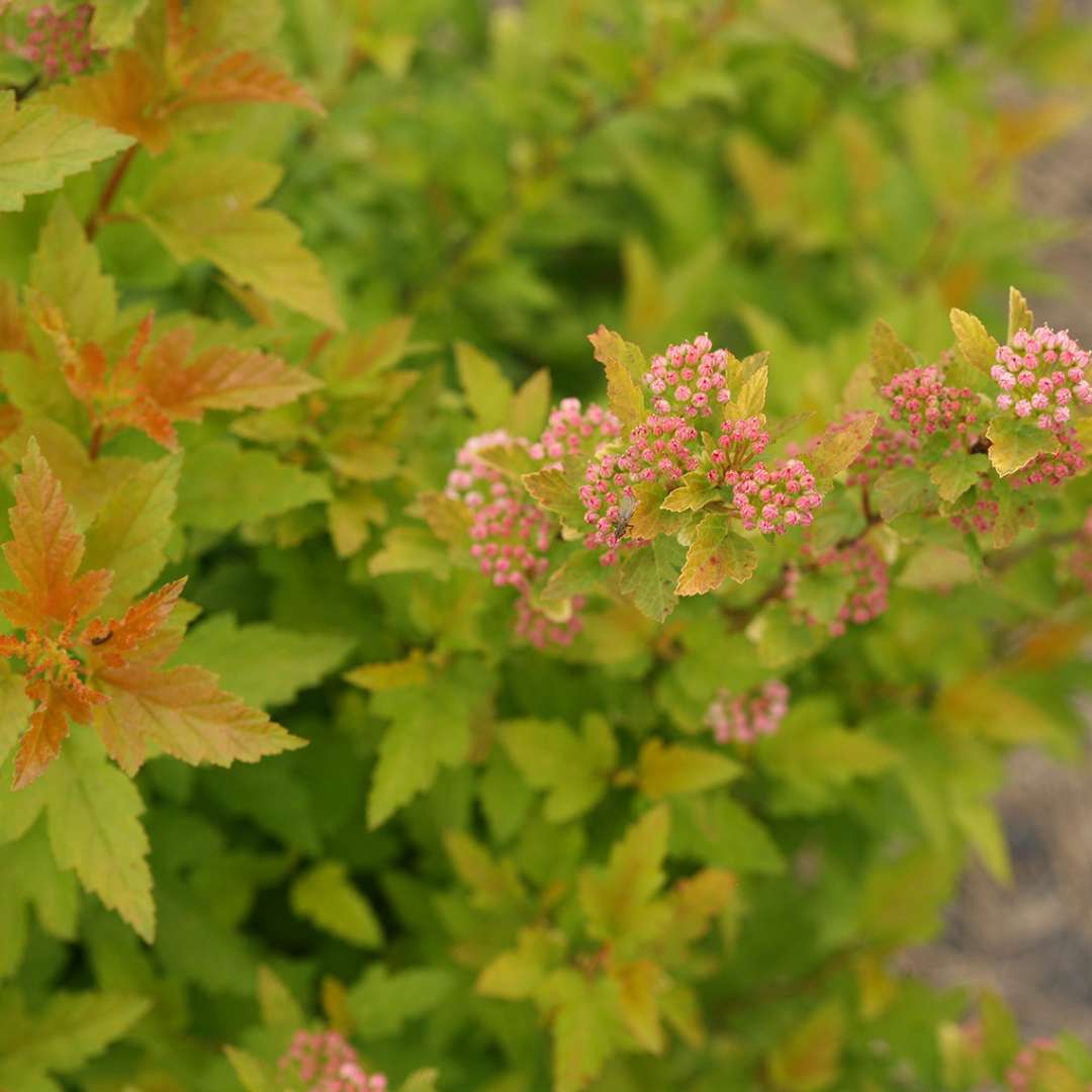 Close up of orange and lime green foliage with pink blooms on Tiny Wine Gold Physocarpus