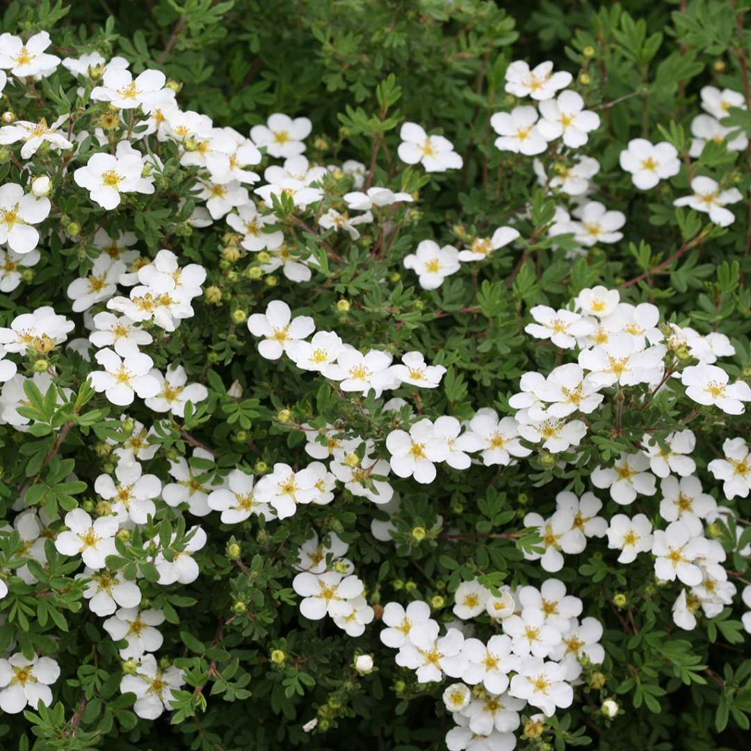 Dozens of Happy Face White Potentilla flowers