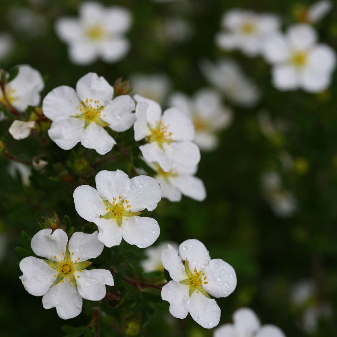 Close up of Happy Face White Potentilla flowers with bright yellow centers