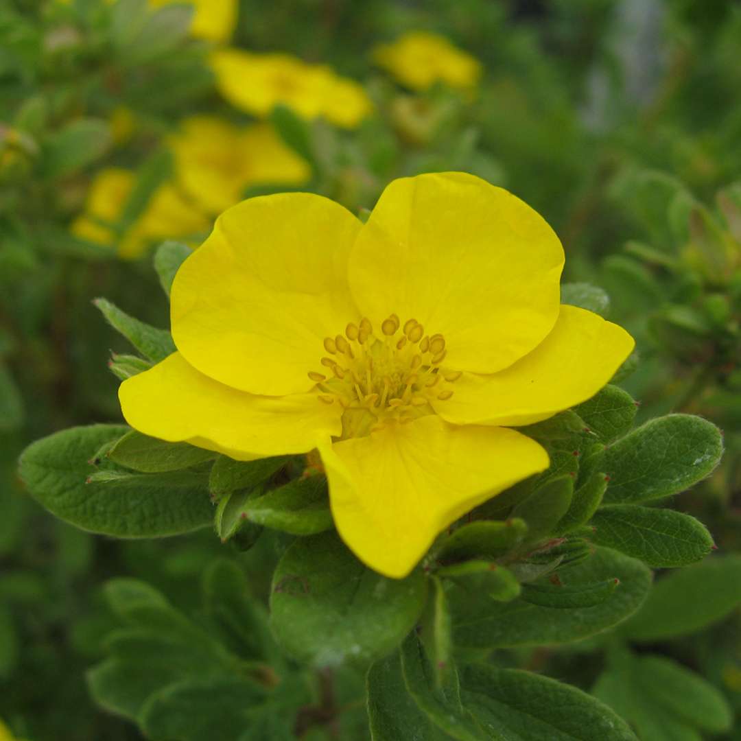 Close up of large yellow Happy Face Yellow Potentilla flower