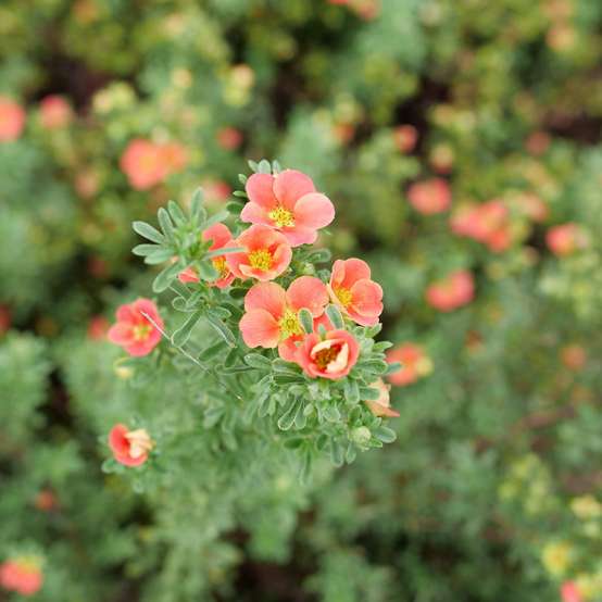 Close up the orange-red flowers of Happy Face Orange Potentilla