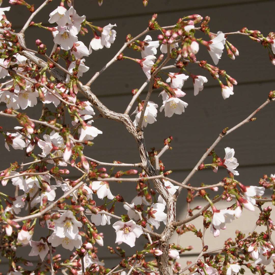 Zig zag branch of Prunus Kojo-No-Mai with blush pink flowers