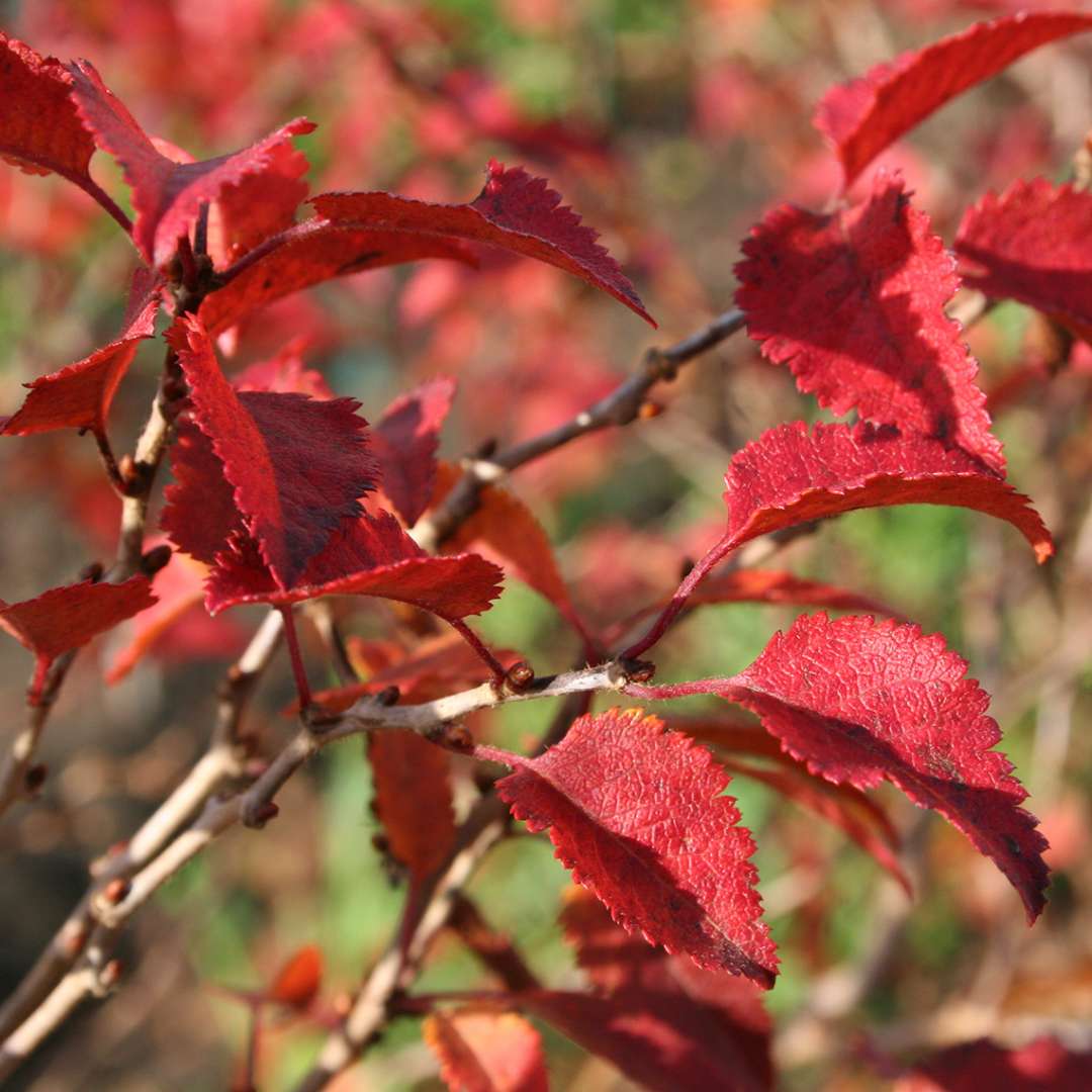 Close up of bright red fall foliage of Prunus Kojo-No-Mai