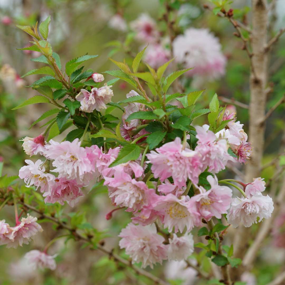 Zuzu Prunus | Spring Meadow - wholesale liners - Spring Meadow Nursery