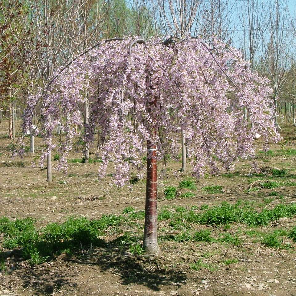 Pink Snow Showers is a weeping cherry with red bark and a flurry of delicate pink flowers.