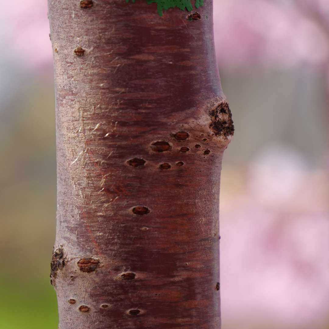 The unusual shiny red bark of Pink Snow Showers weeping cherry.