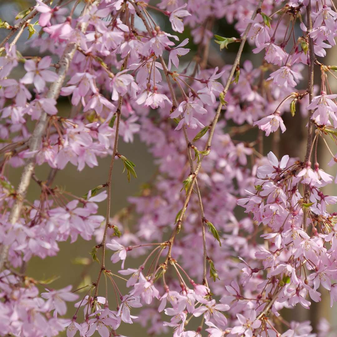 The delicate pink flowers of Pink Snow Showers weeping cherry
