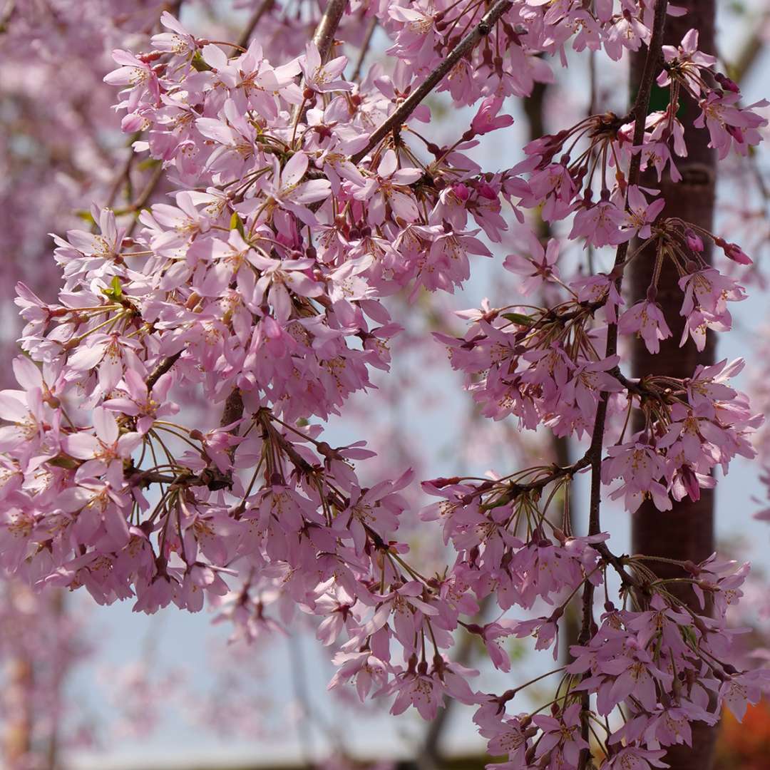 The delicate pink flowers of Pink Snow Showers weeping cherry
