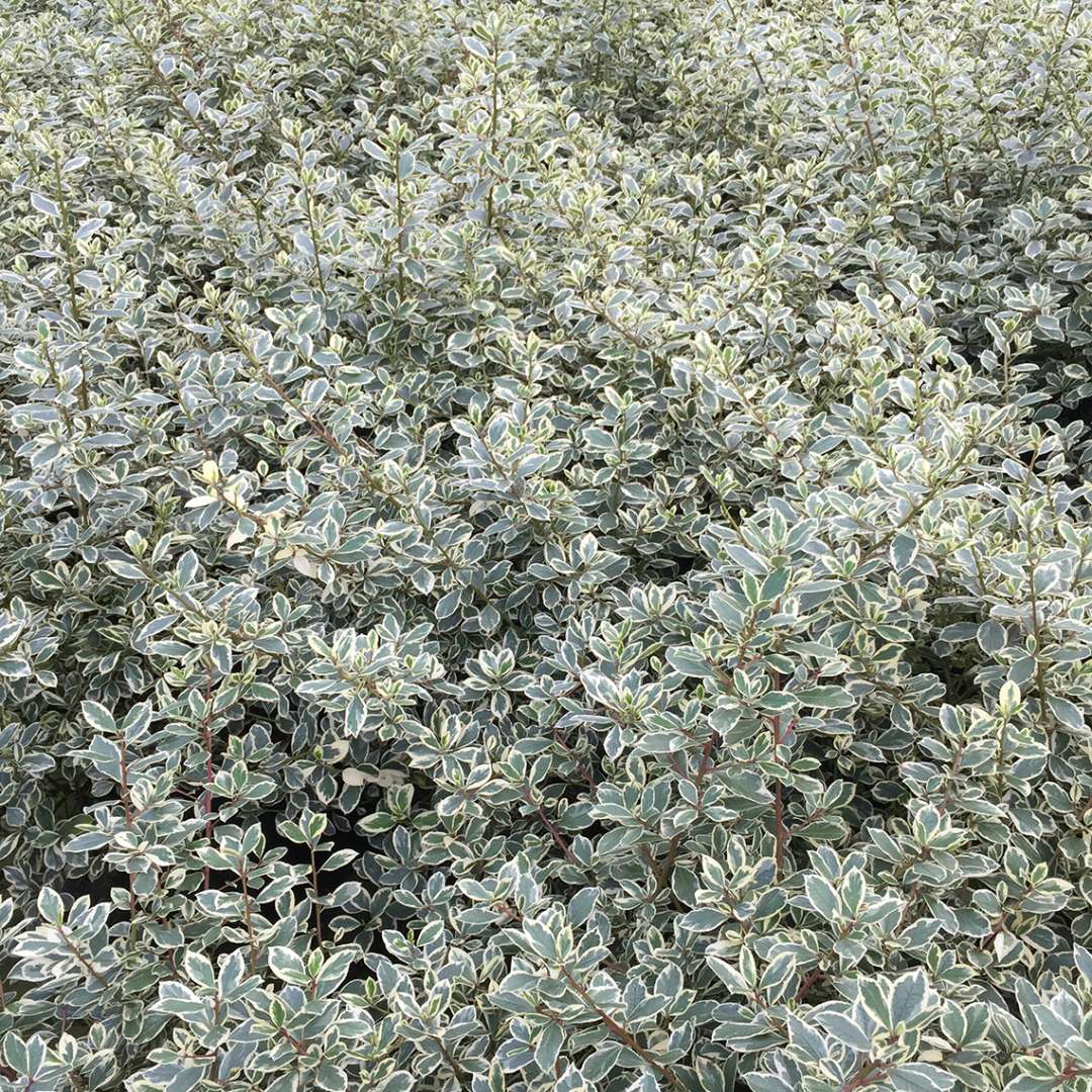 Sea of variegated Rhamnus Argenteovariegata in greenhouse