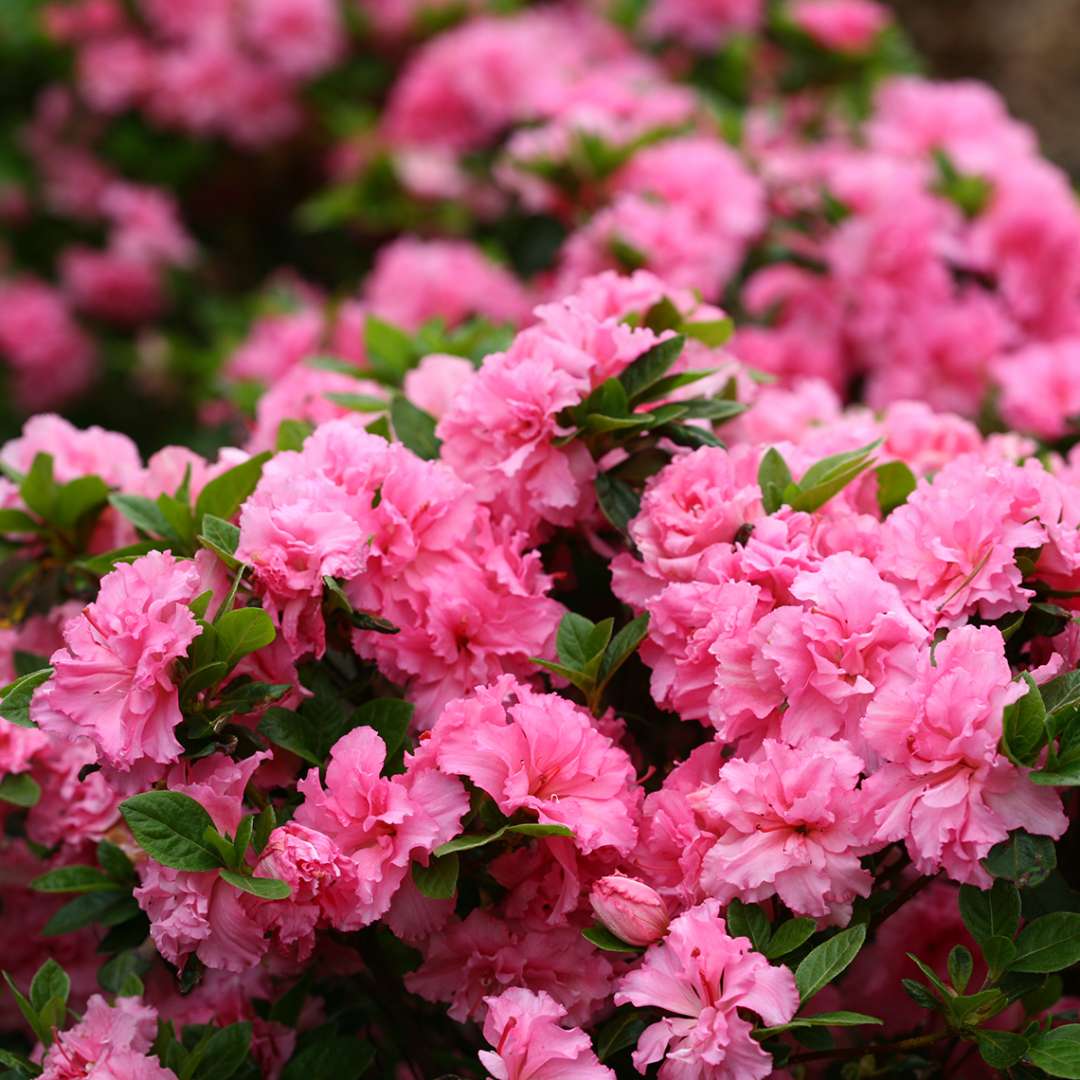 Bloom-A-Thon Pink Double Azalea | Spring Meadow - wholesale liners ...