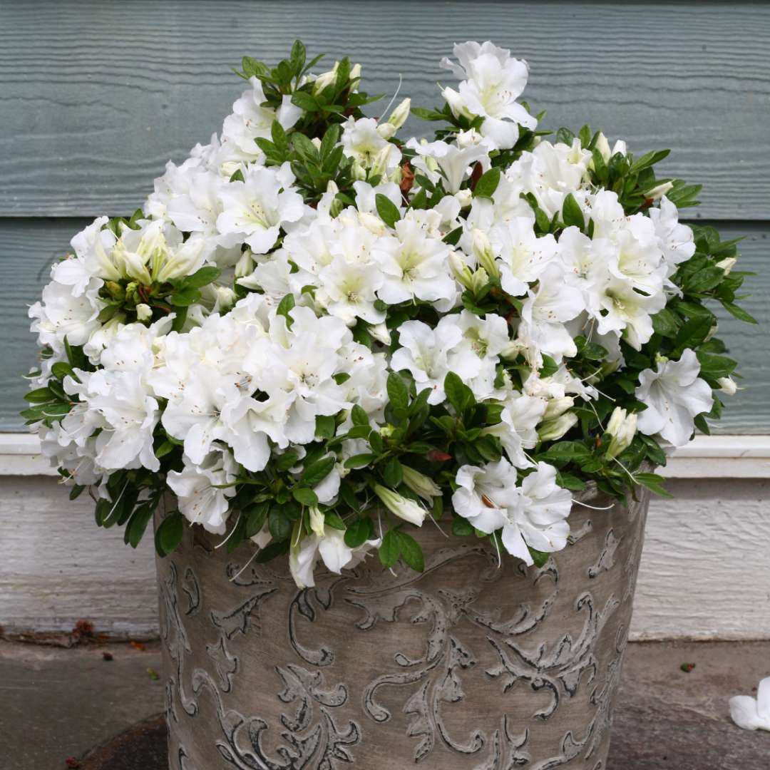 Bloom-A-Thon White reblooming azalea in decorative pot