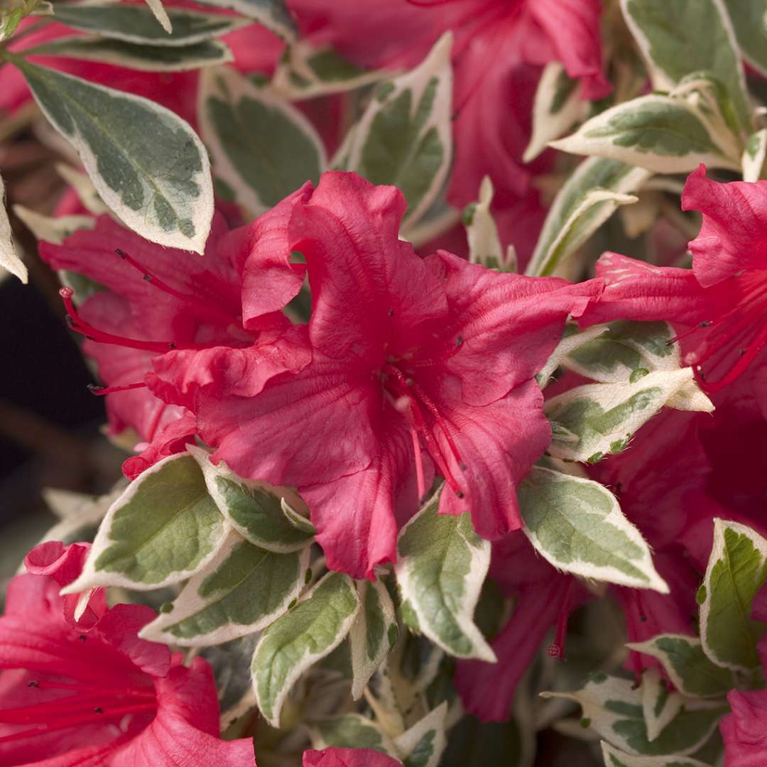 Close up of vibrant red pink Bollywood azalea blooms overlapping crisp green and white variegation