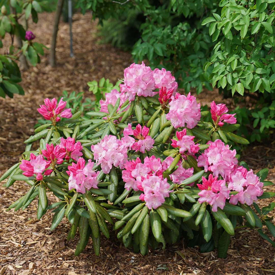 Rhododendron Dandy Man Pink in landscape