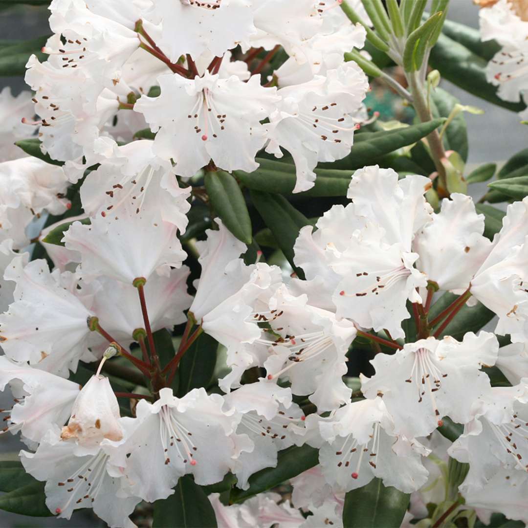 White blossoms of Dandy Man Color Wheel Rhododendron 