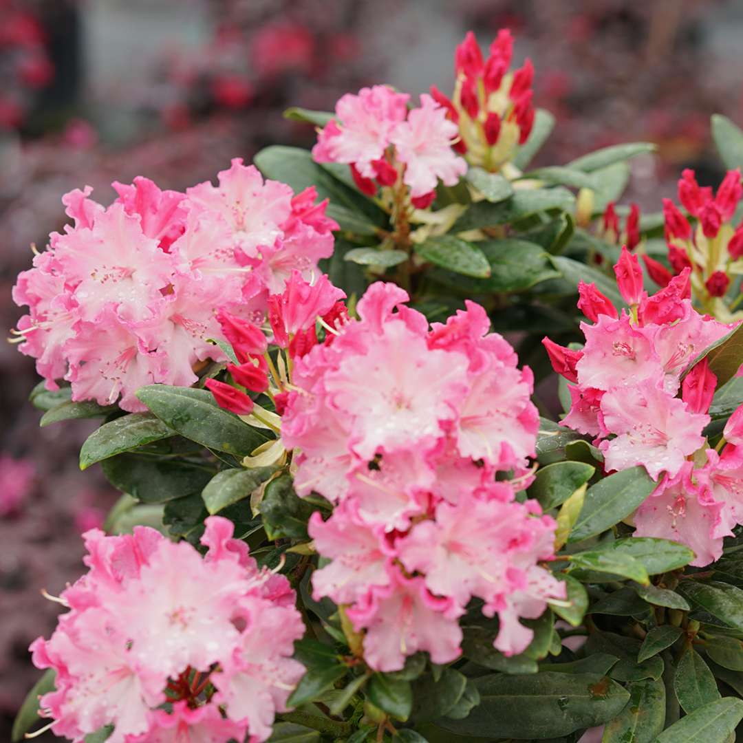 Pink blossoms of Dandy Man Color Wheel Rhododendron 
