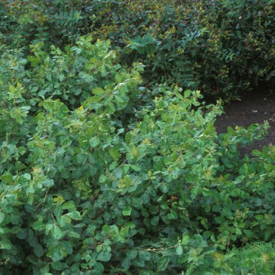 Spreading Rhus Grow-Low with glossy green foliage