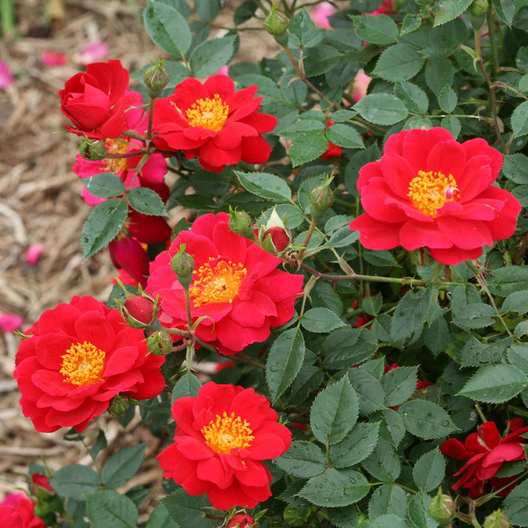 Multiple blooms of double scarlet red Oso Easy Urban Rosa Legend flowers