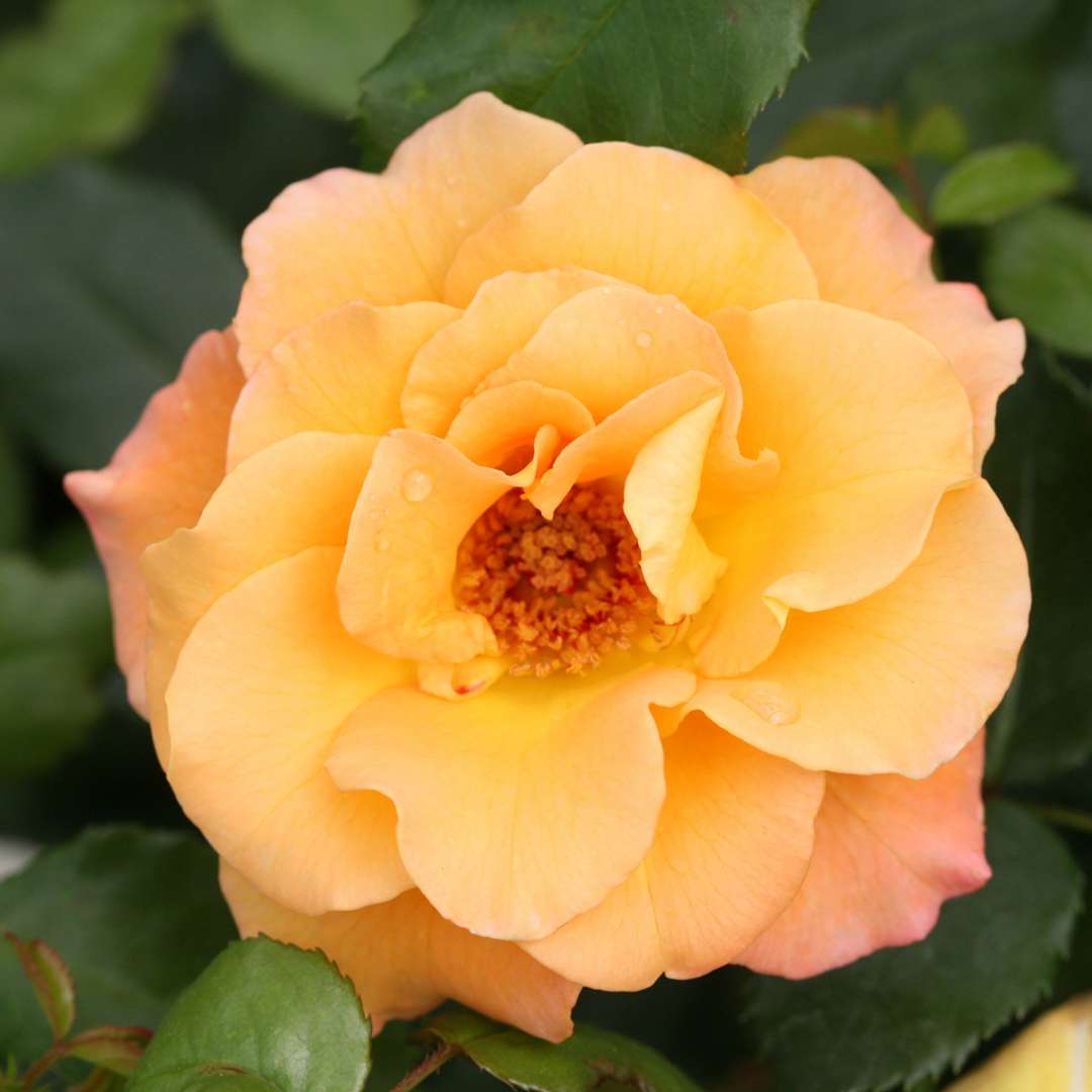 Close up of golden Sunorita Rosa flower