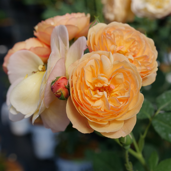 A close up of the full blooms of Flavorette Honey-Apricot Rose.