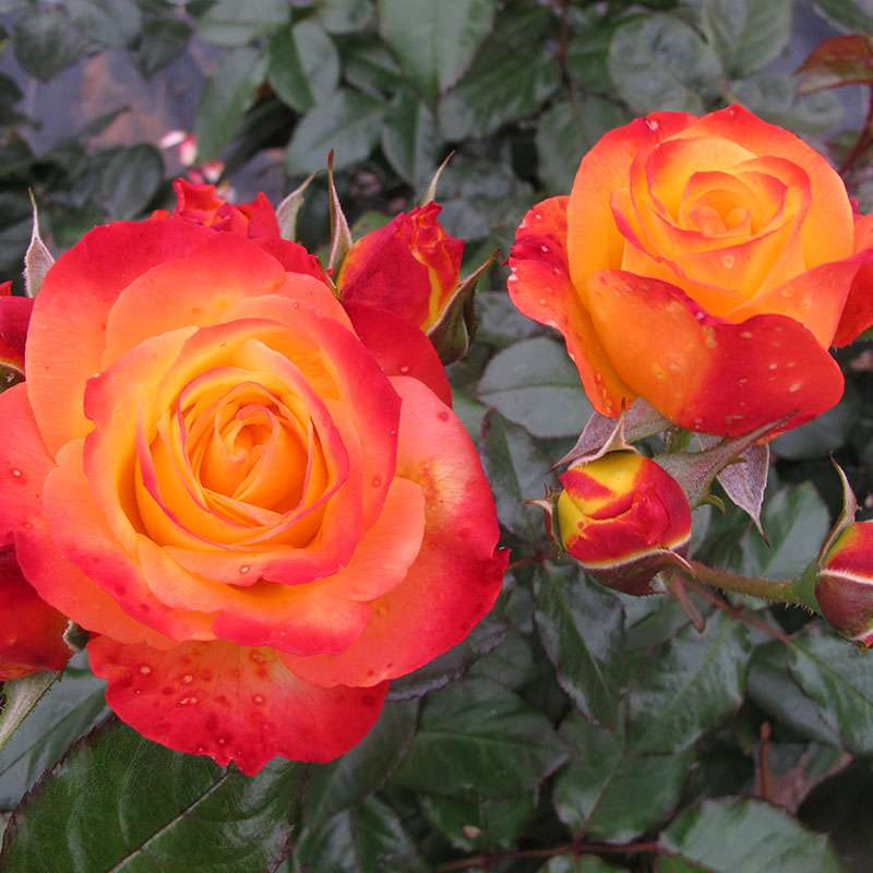 Close up of two vibrant blooms of Oso Easy En Fuego Rose