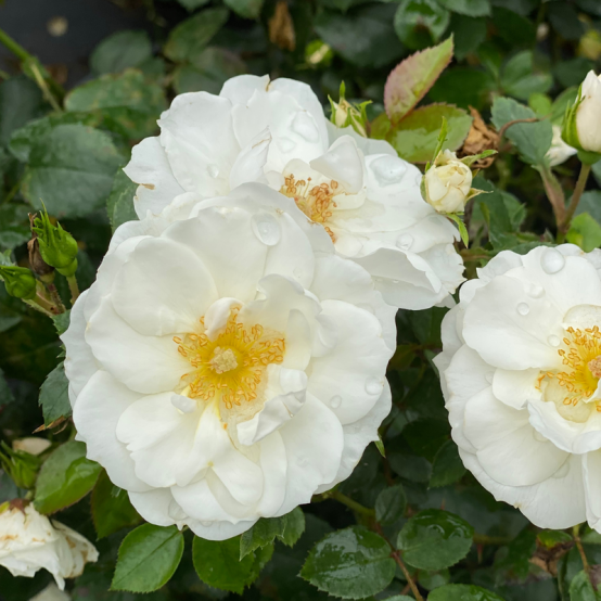 A close-up of the white blooms of Oso Easy Ice Bay Rose.