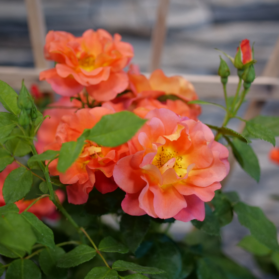 A close up of the orange blooms of Rise Up Emberays Rose.